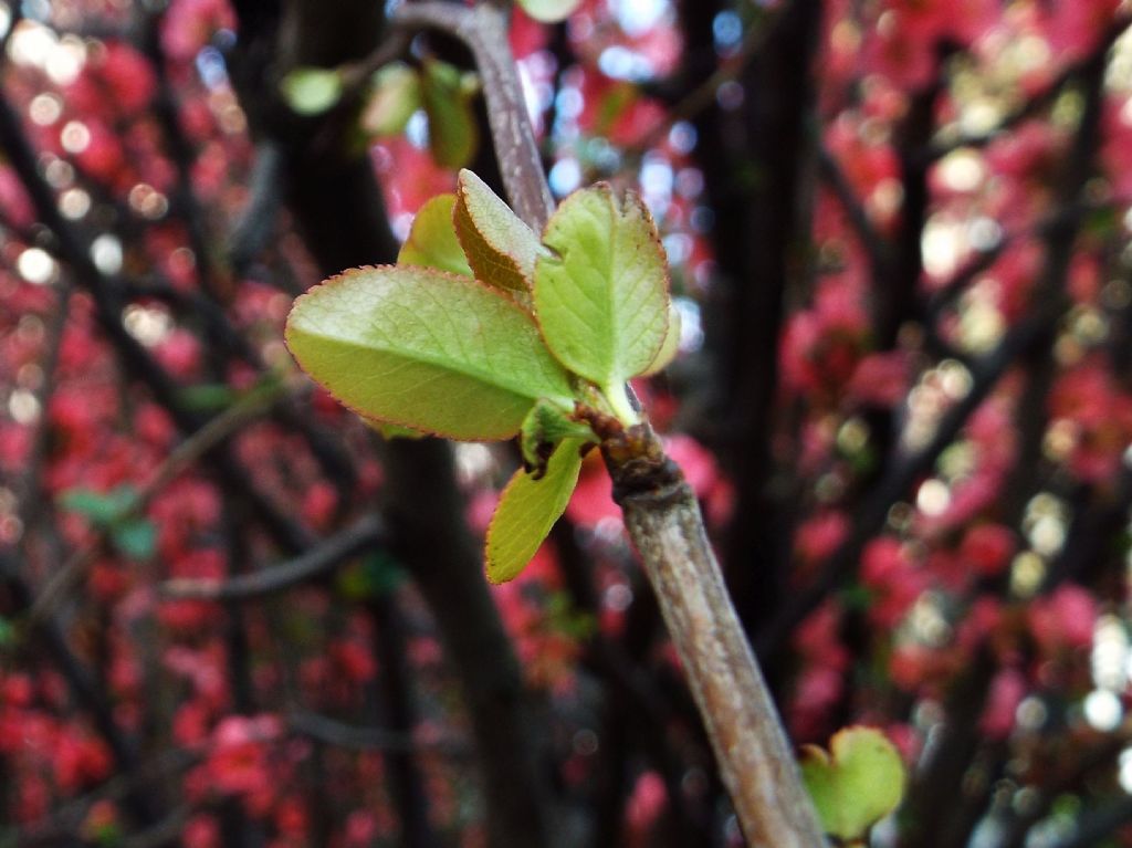 cv di Chaenomeles speciosa (Rosaceae)